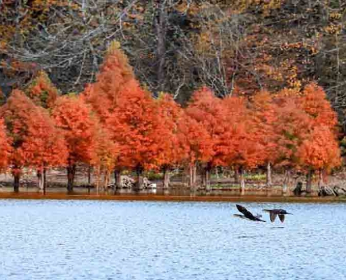 alandan-information-3 دریاچه الندان در پاییز