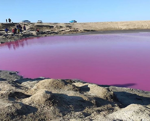 gomishan golestan pink