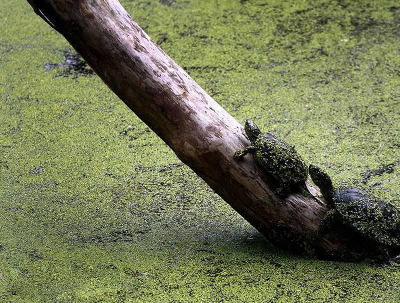 heseel lagoon 6 مرداب هسل و لاک پشت های زیبا