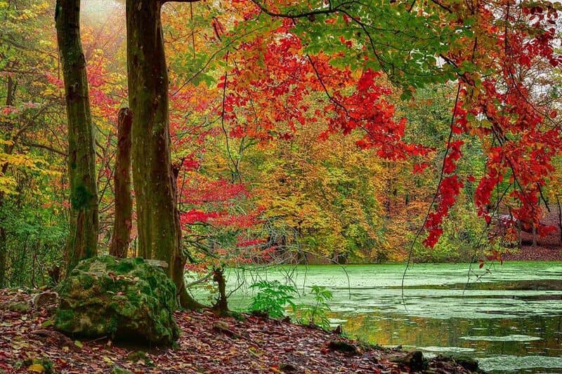 heseel lagoon2 مرداب هسل یا جنگل مشعل زیباورنگارنگ