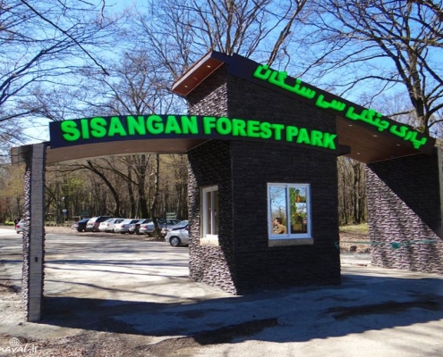 sisangan forest 5
