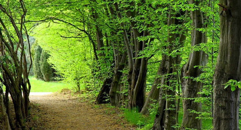 sisangan forest3