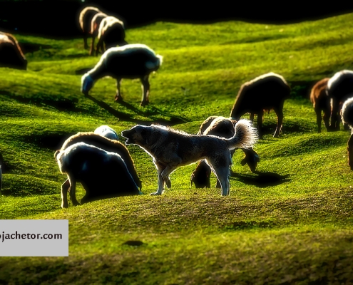 برفچال گلستان