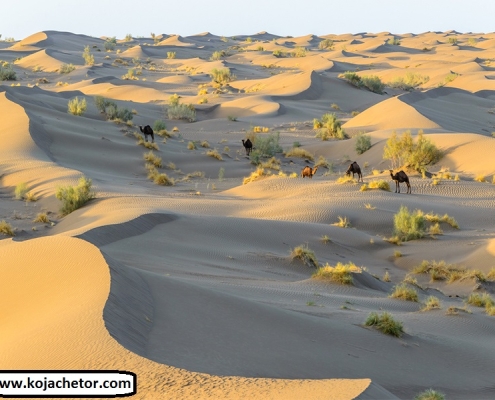 maranjab desert 8 maranjab desert 8