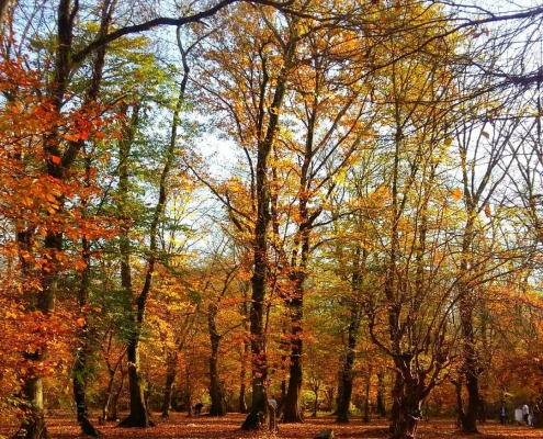 ab-bandan-karchang-7 جنگل اطراف آب بندان کرچنگ در پاییز