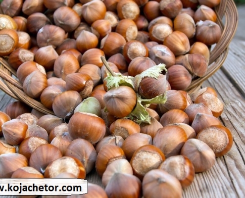 hazel of ashkurat rudsar gilan