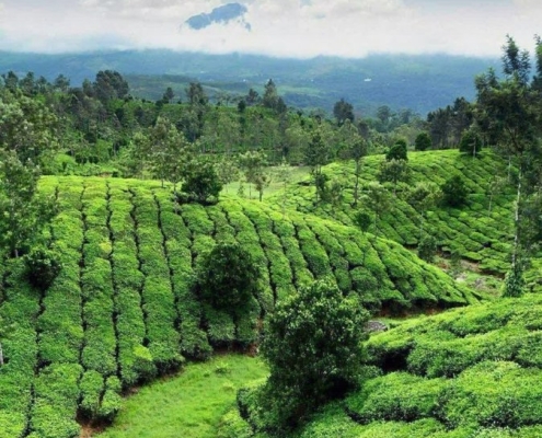 مزارع چای در روستای سطلسر