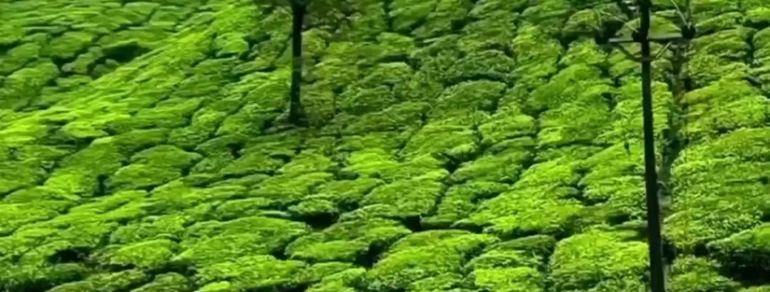 روستای سطلسر لاهیجان