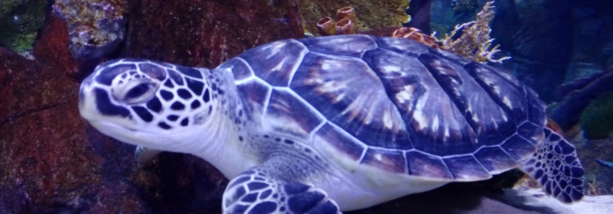 aquarium bandar anzali
