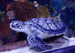 aquarium bandar anzali