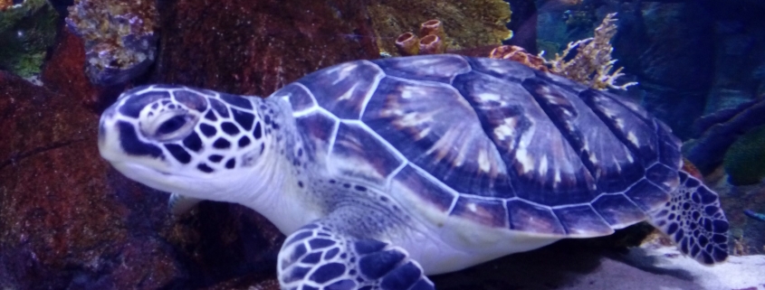 آکواریوم انزلی 6 aquarium bandar anzali