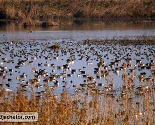 boojagh national park 1