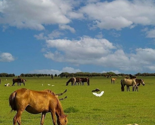 boojagh national park 2