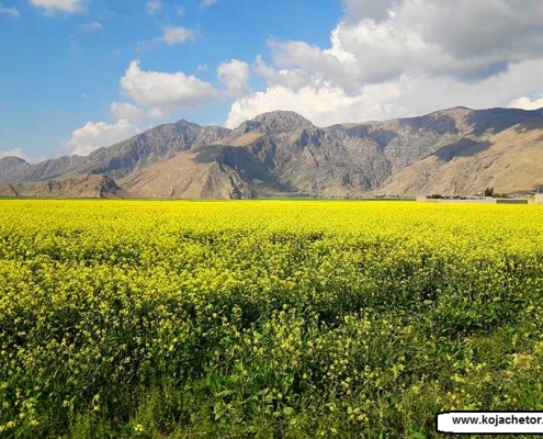 دشت سوسن در خوزستان ایذه