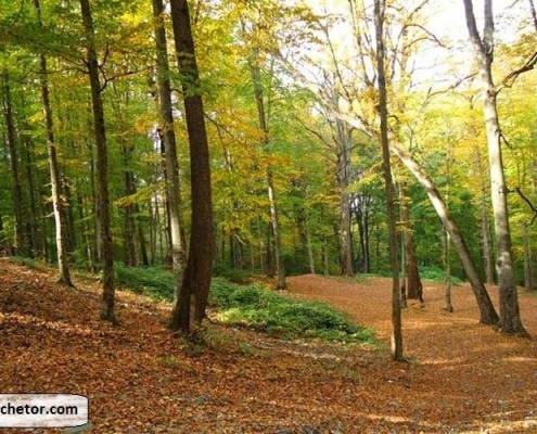 golestan national park 1