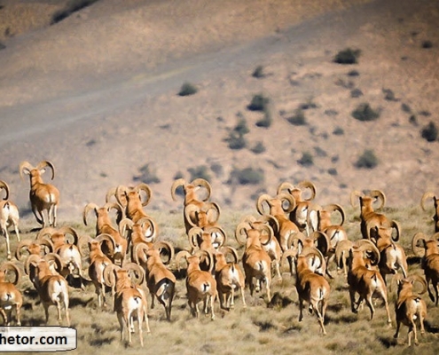 golestan national park 3