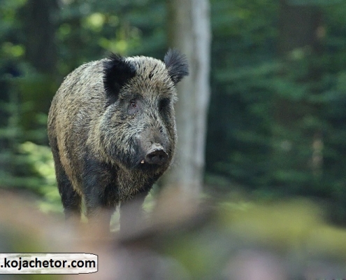 golestan national park