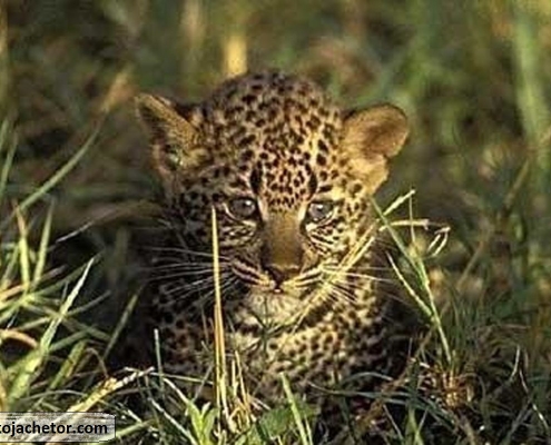 golestan national park 5