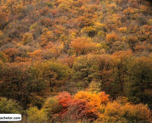 golestan national park 7