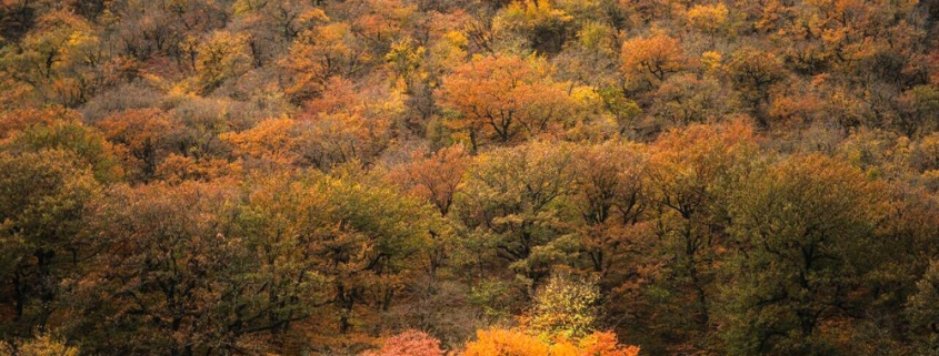 پارک ملی گلستان 3 golestan national park 7