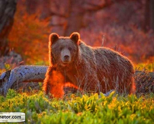 khersgolestan national park