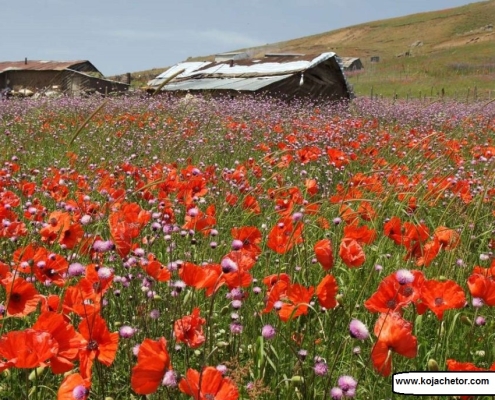 subatan 2 گل های لاله در ییلاق سوباتان تالش در ایران