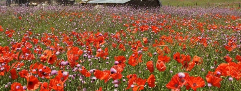 گل های لاله در ییلاق سوباتان تالش در ایران