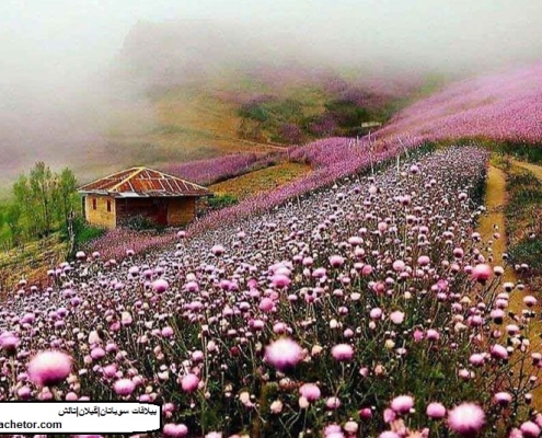 xr:d:DAFy5_Iru0k:10,j:4696536563901042942,t:23110315 سوباتان رشت با گل های بهاری