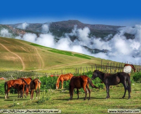subatan village in iran اسب های آزاد در سوباتان تالش گیلان