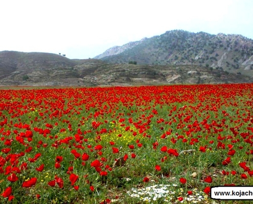 دریاچه دوقلو سیاه گاو