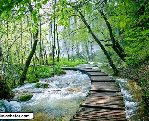 alangdareh park 1 پارک جنگلی النگدره