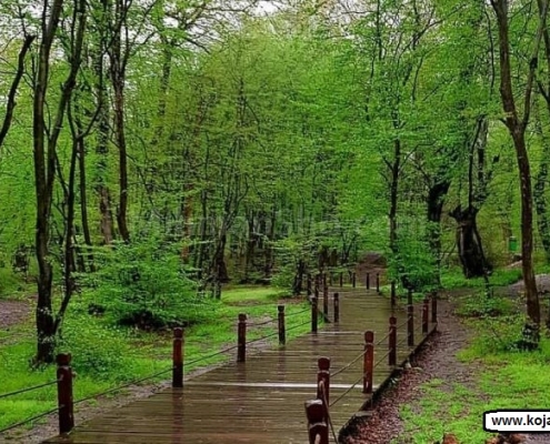 CREATOR: gd-jpeg v1.0 (using IJG JPEG v62), quality = 82 جنگل النگدره