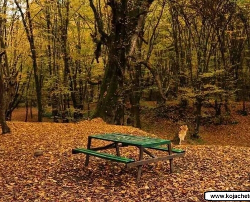 alangdareh park 8 پارک جنگلی النگدره