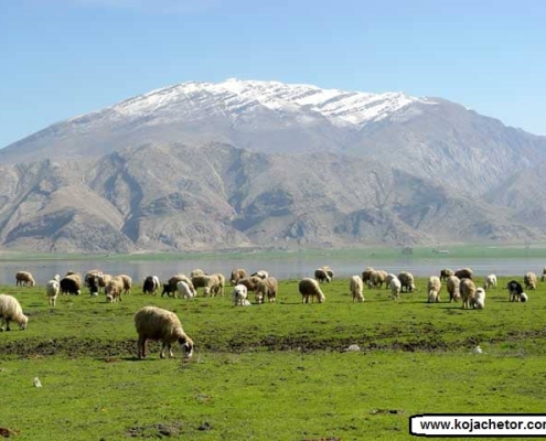 bondoun 1 تصویر تالاب بندون