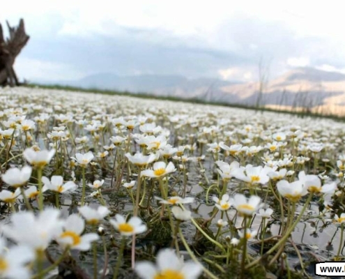 bondoun 4 طبیعت زیبای تالاب بندون