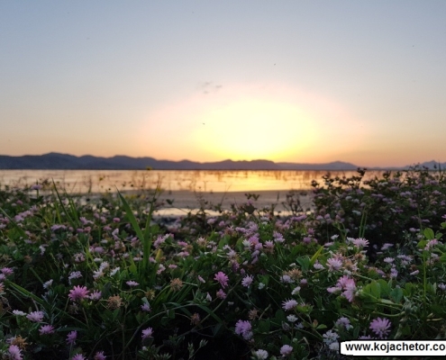 bondoun 6 گل های زیبای تالاب بندون