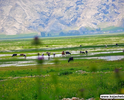 bondoun 7 تالاب بندون