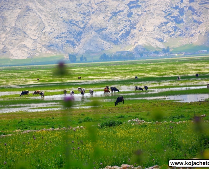 bondoun 7 تالاب بندون خوزستان ایذه