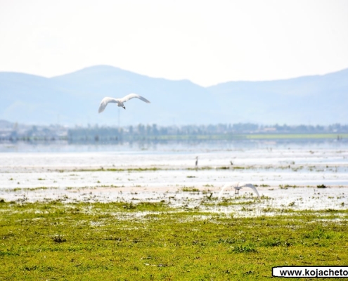 bondoun 8 پرنده های مهاجر در تالاب بندون