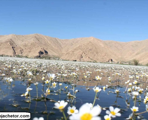 bondoun-wetland-izeh تالاب زیبای بندون در شهرستان ایذه