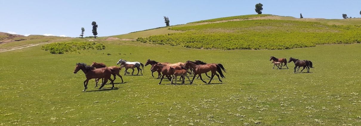 دشت مرکوه مینودشت