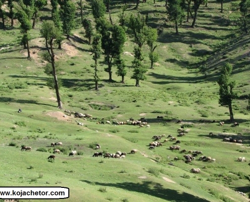 markoh plain 4 دشت مرکوه مینودشت