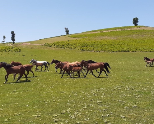 markoh plain دشت مرکوه مینودشت