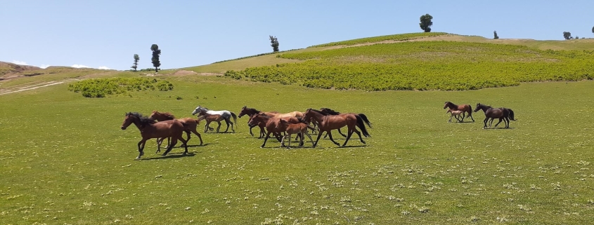 دشت مرکوه مینودشت