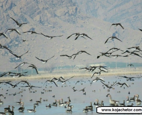 پرندگان مهاجر در تالاب میانگران