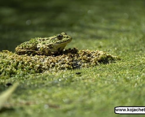 pond vareben 2 مرداب وربن چالوس