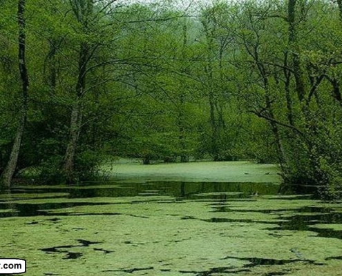 pond vareben 3 مرداب وربن چالوس