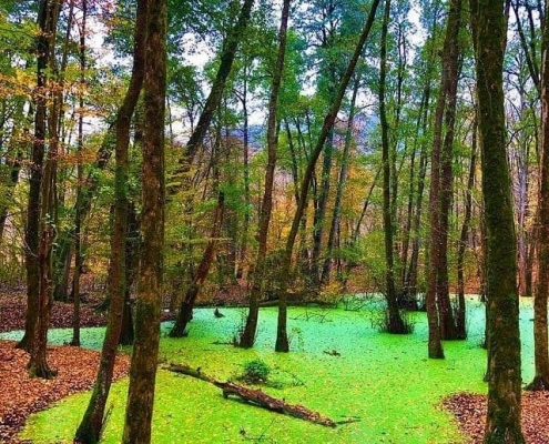 pond vareben 6 مرداب وربن مازندران