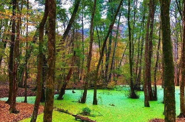 مرداب وربن مازندران