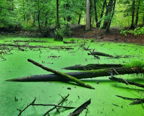 pond vareben 7 مرداب وربن مازندران چالوس